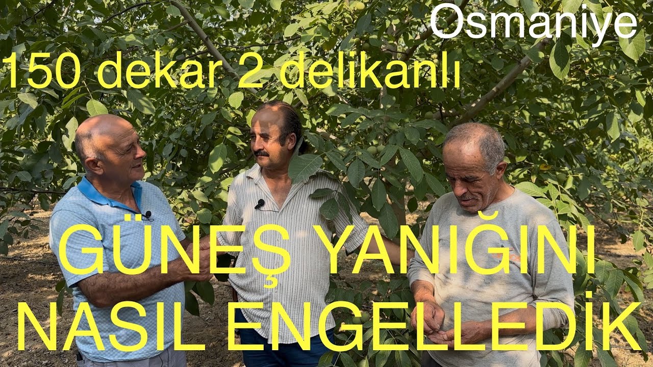BAHÇEMİZDE GÜNEŞ YANIĞI YOK GİBİ. Kaolin kullanmadık. #ceviz Ceviz Adam Ahmet