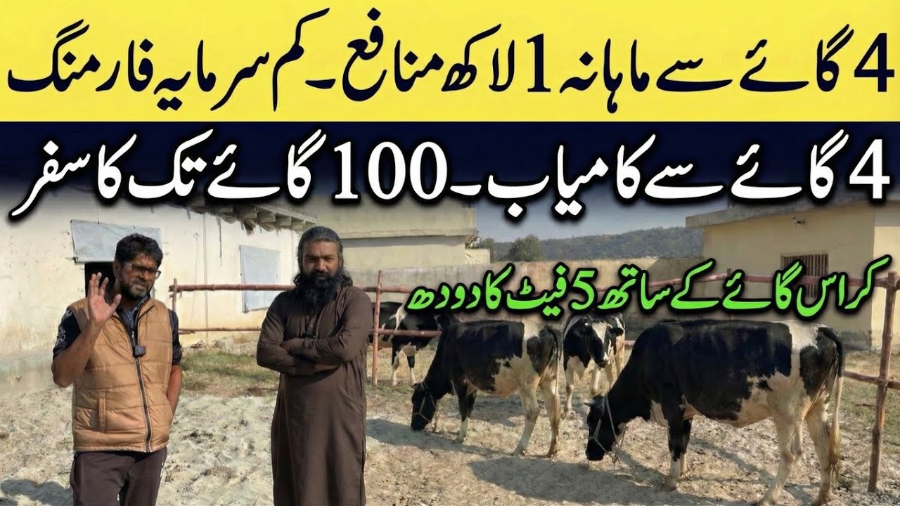 4 cows dairy business 2025 II Small scale dairy business 2025 II Dr. MUZZAMMIL 