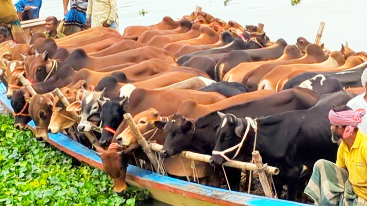 cow video, goru video, cow unloading, cow videos, animal, big cow,  hamba cow, Ep-16