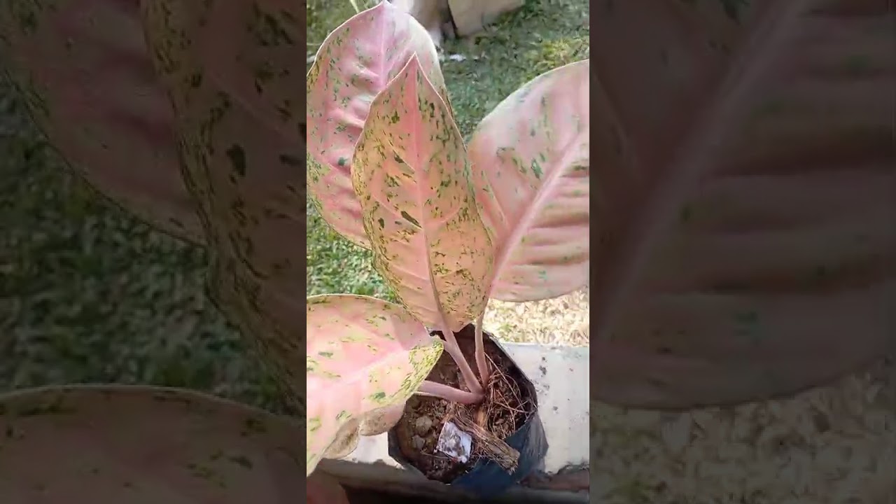 අරුත්මි පැල තවානේ video එකක් ❤️076 2807426# gardening flowers #plant###