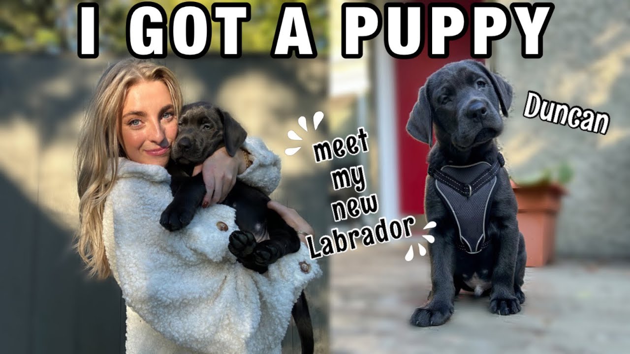 I GOT A PUPPY: Picking Up & Bringing Home My New Black Labrador Retriever & Our First Week Together