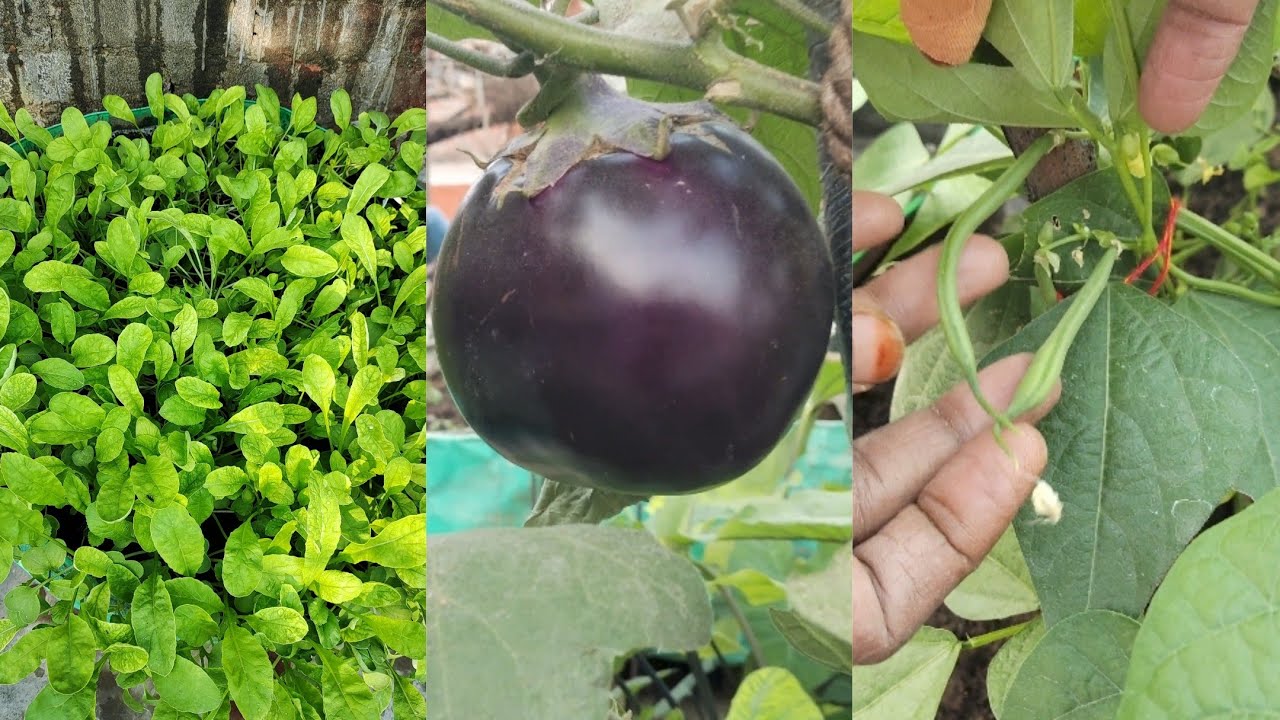 सर्दियों में लगाए जाने वाले 🪴सब्जियो🥬 की अपडेट🍅🍆🫑🥦