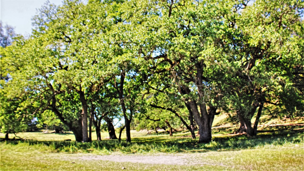 Marin County - Mount Burdell Hike