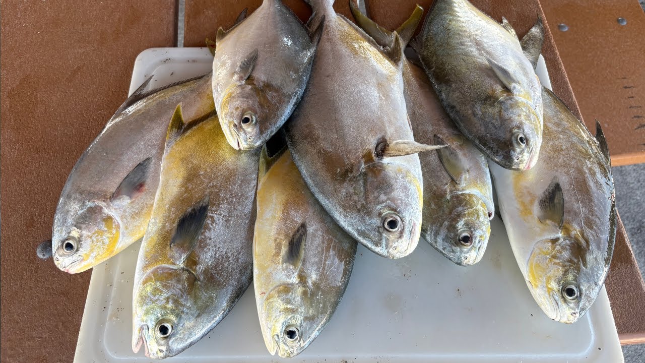 Saltwater Bridge Fishing In Florida (Pompano Catch n' Cook)