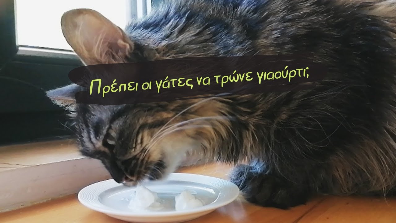 Κάνει να τρώει η γάτα γιαούρτι;