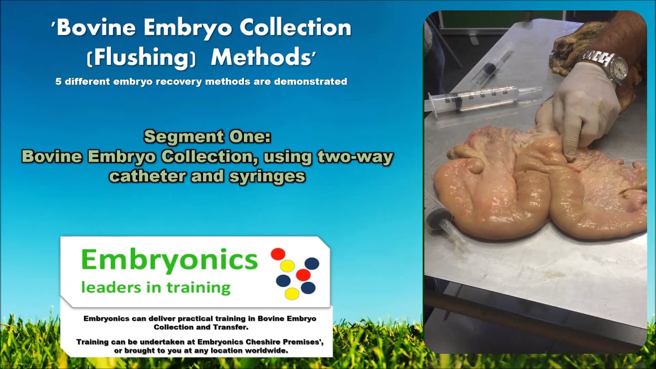 Bovine Embryo Collection Methods - An Embryonics Presentation.