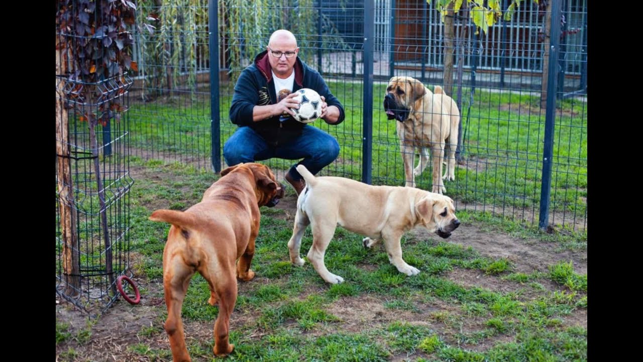 SAMSON BOERBOELS the Second Part! Megbízható tenyésztők: Samson Boerboels, Szilágyi Barnabás,