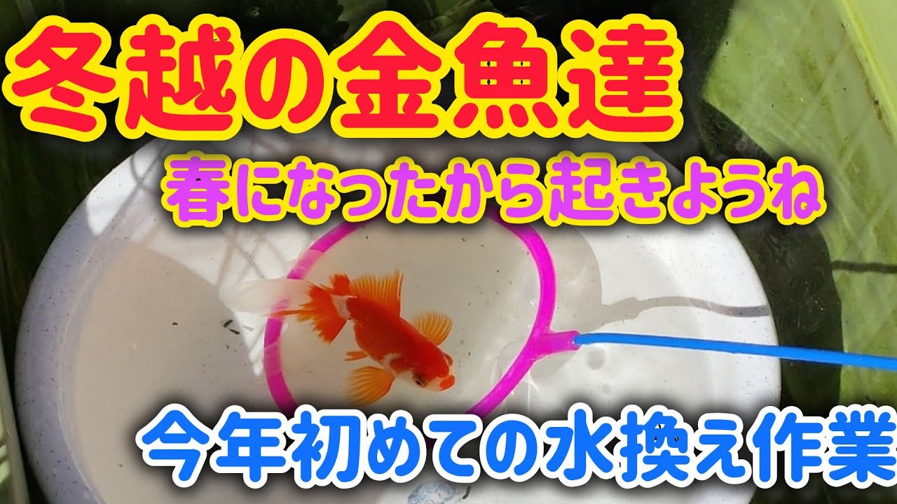 【金魚】冬越しから目覚めさせる為、今年初めての水換え作業