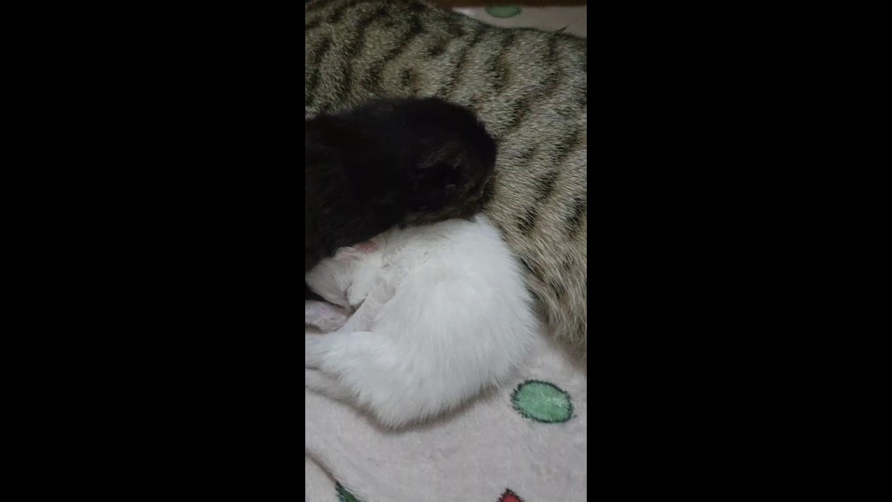calm sleeping kittens and his aunt 😂😍