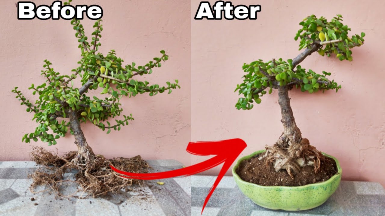 Jade Bonsai, How to make Bonsai for beginners, Jade bonsai best bonsai plant for beginners