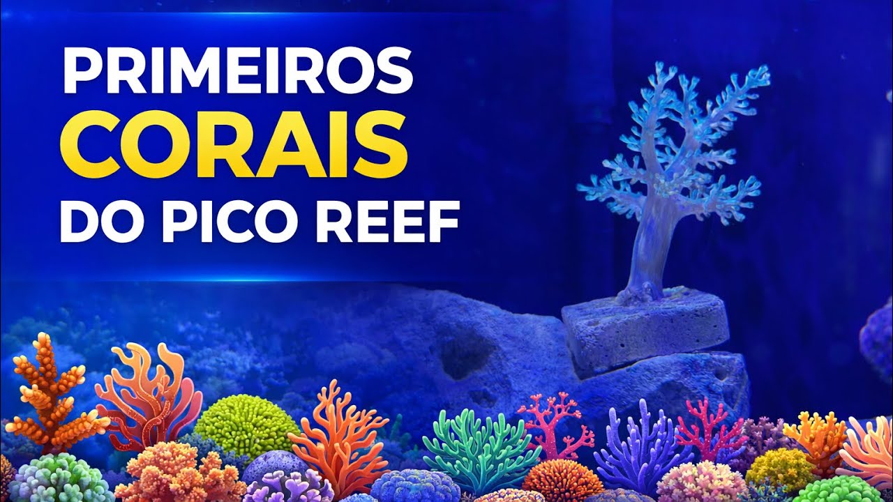 Primeiros corais do aquário marinho | Pico Reef 25lts - episódio 3