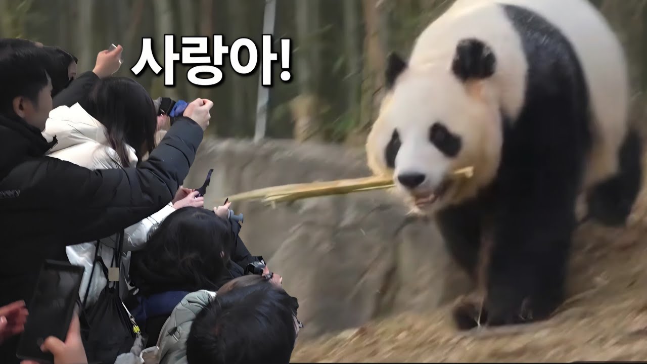 판다월드 이모들 부름에 🚀 🚀 로켓 처럼 달려드는 아이바오 