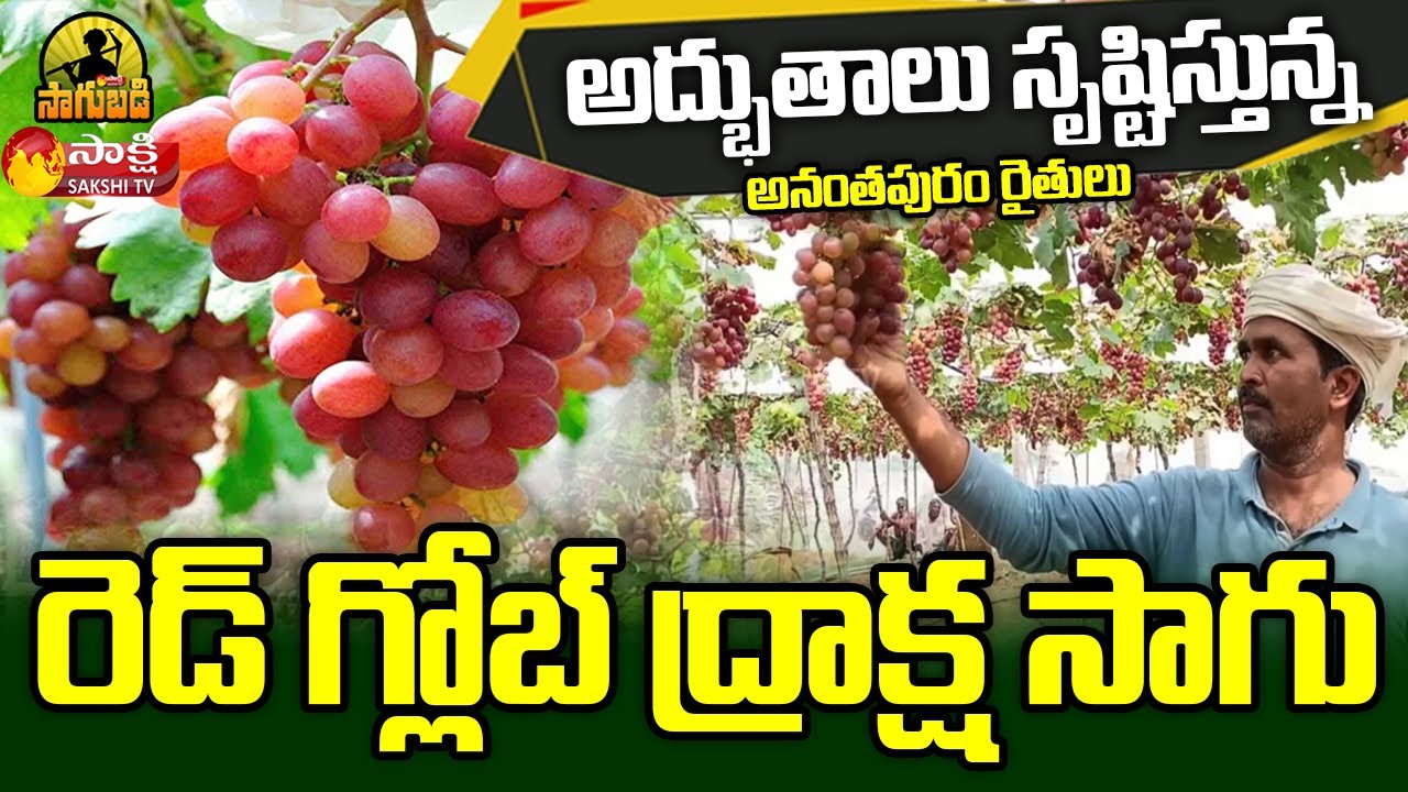 Red Globe Grapes Cultivation | Anatapur Farmers Success Story Of Red Globe Grapes Farming | Sagubadi