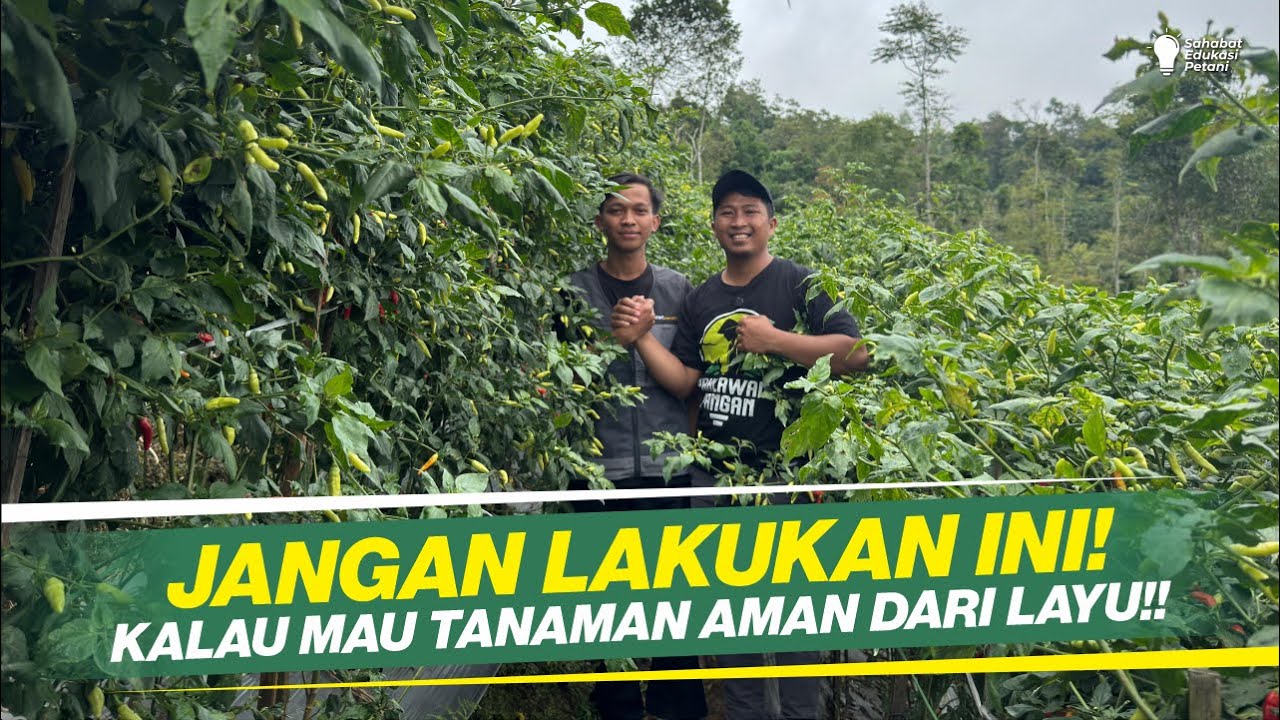 CARA MENCEGAH LAYU FUSARIUM DI MUSIM HUJAN!! SEPELE TAPI SERING DILAKUKAN!