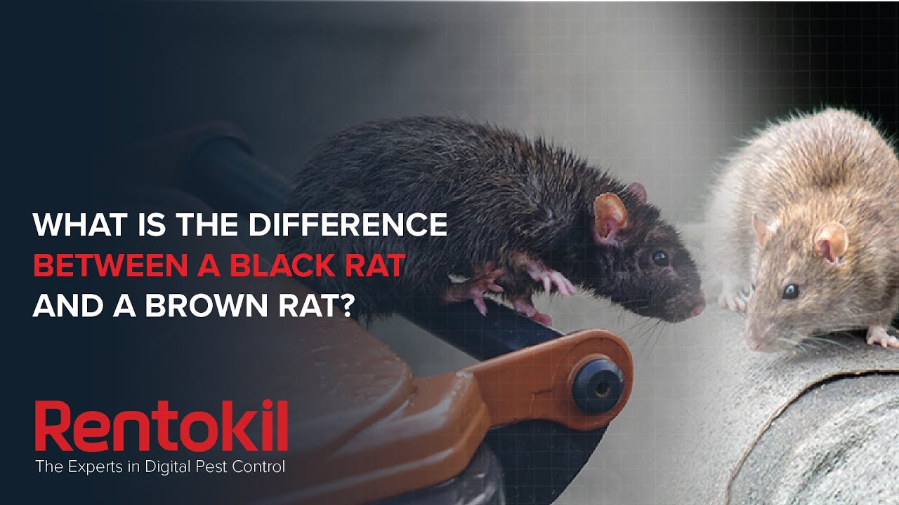 Black Rats vs Brown Rats - What Is The Difference? | Rentokil Pest Control