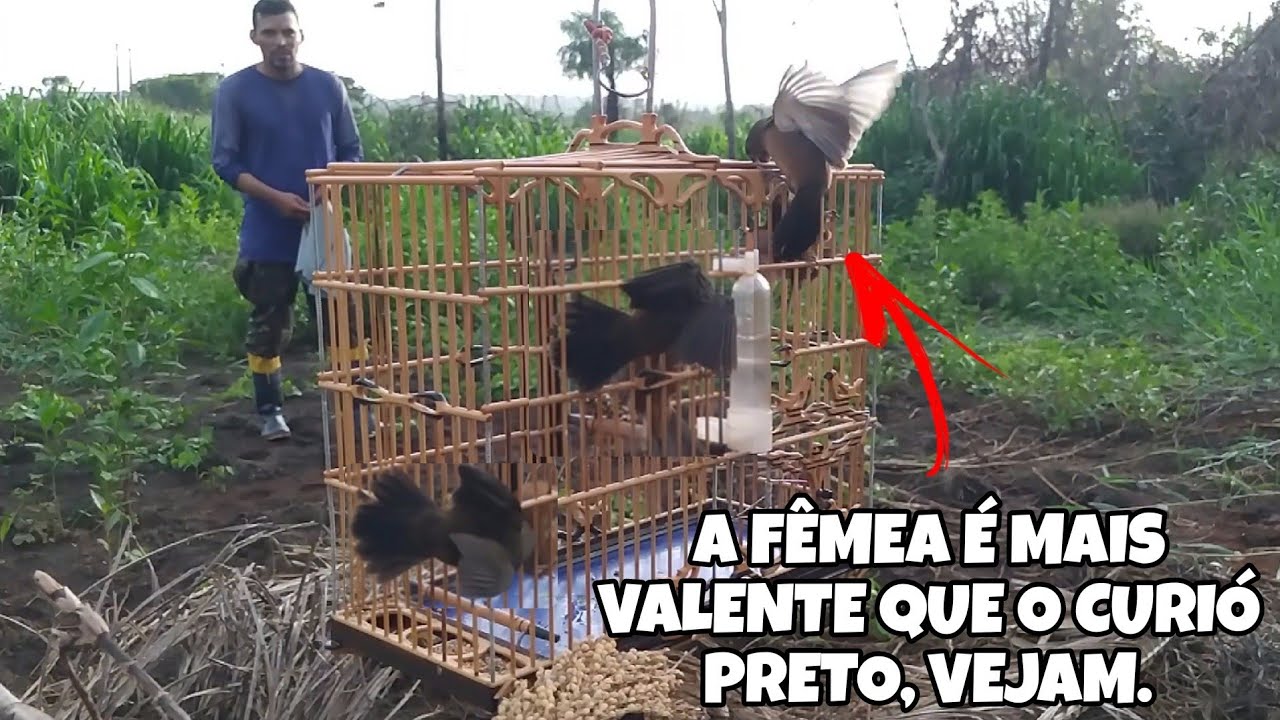 MEU CURIÓ PARDO ENFRENTOU O CURIÓ PRETO E A FÊMEA FOGOSA MAIS VALENTE QUE EU JÁ VI.