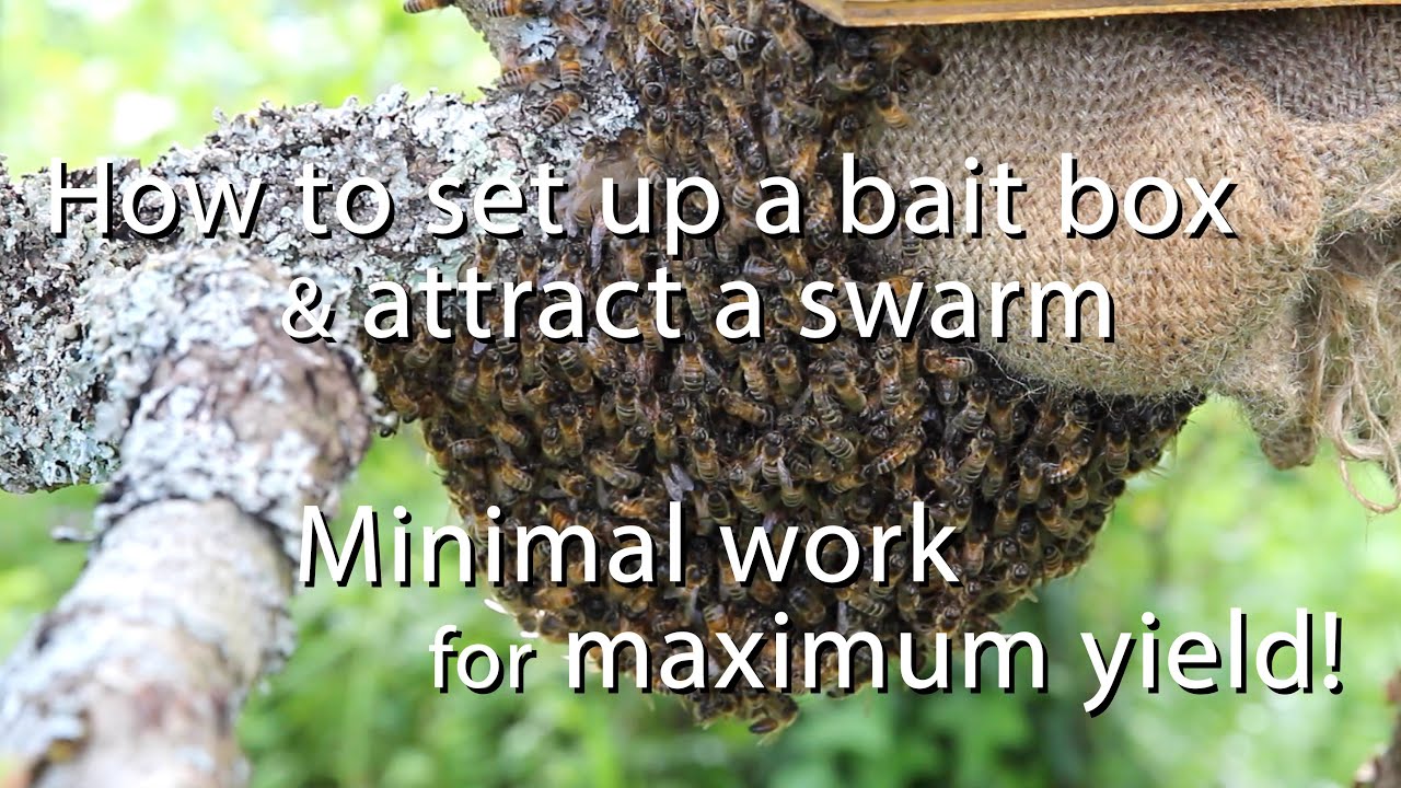 How To Set Up A Bait Box & Attract a Honeybee Swarm /  Minimal work for maximum yield!