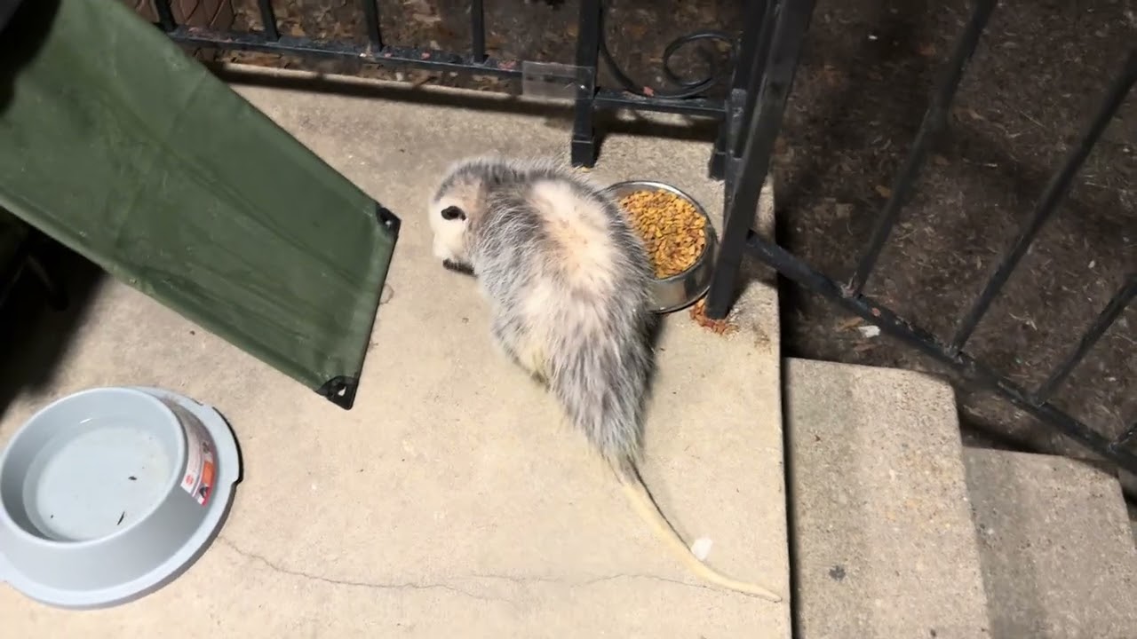 Outside friends! Opossum version