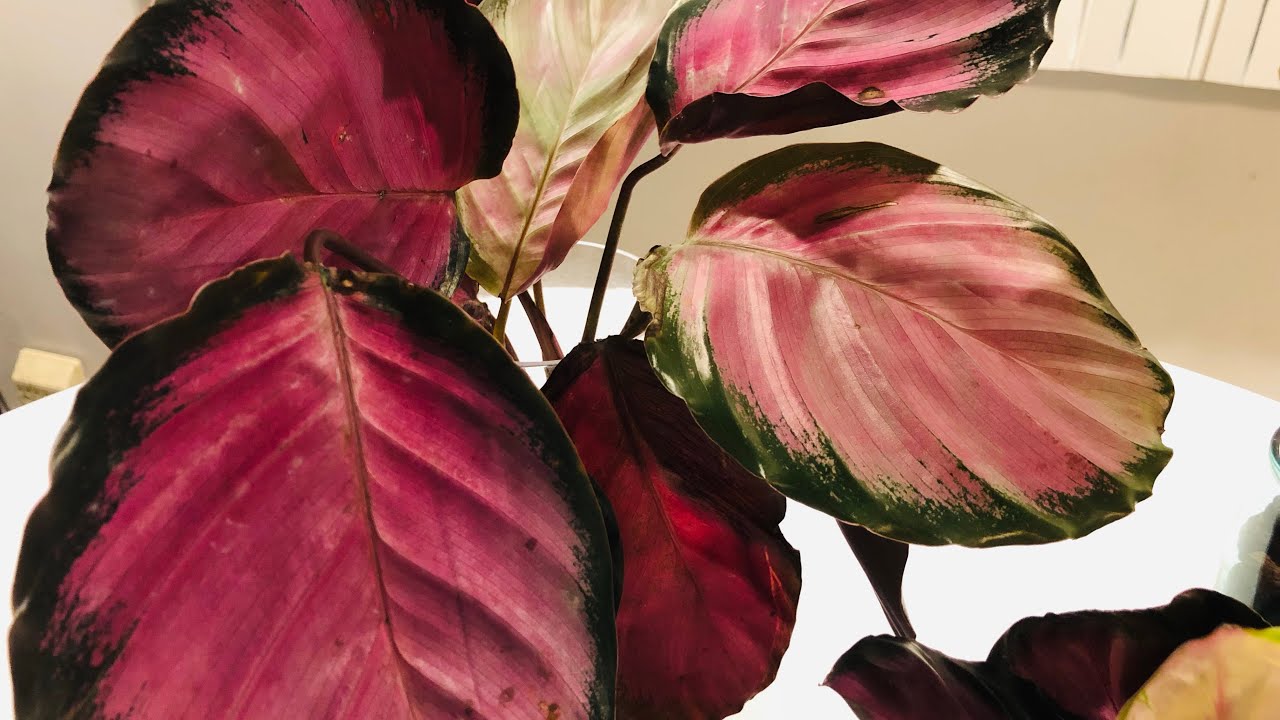 Calathea Roseopicta Water Culture Update & Prayer Plant Semi Hydro
