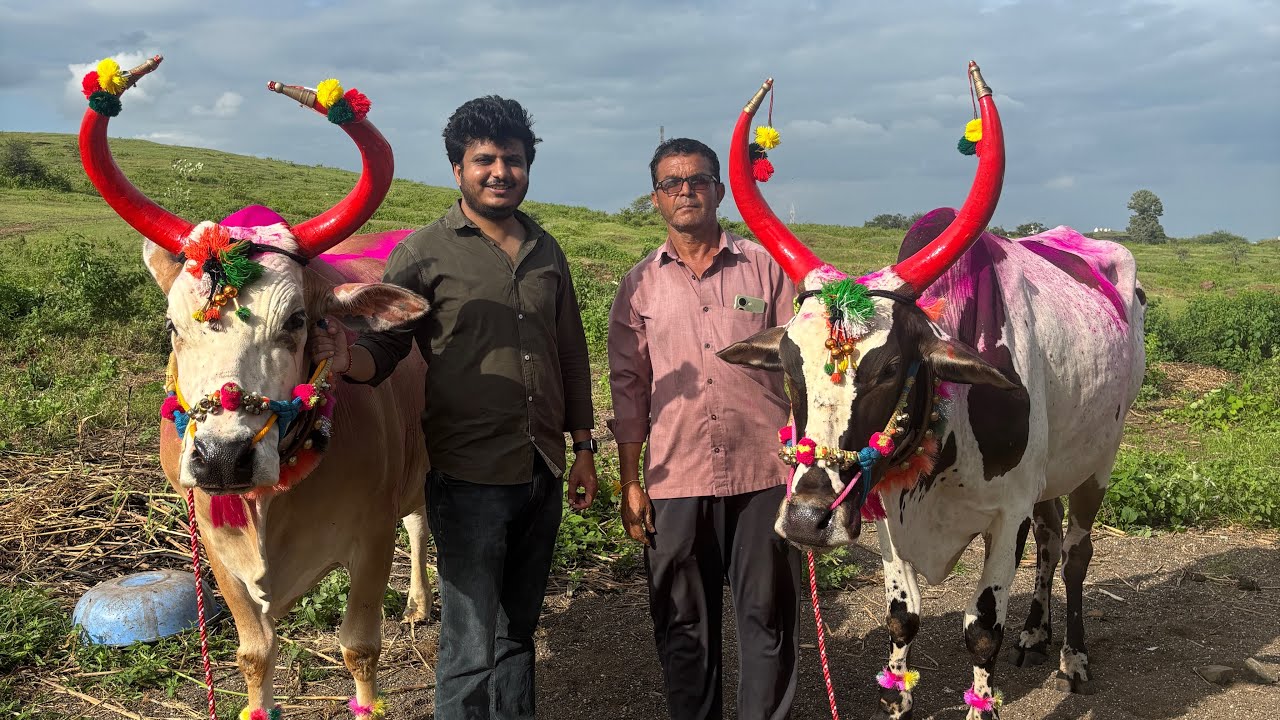 Bail Pola 2025 | बैलांची सजावट 2025 | BailPola #villagelife  #bailpola2025 