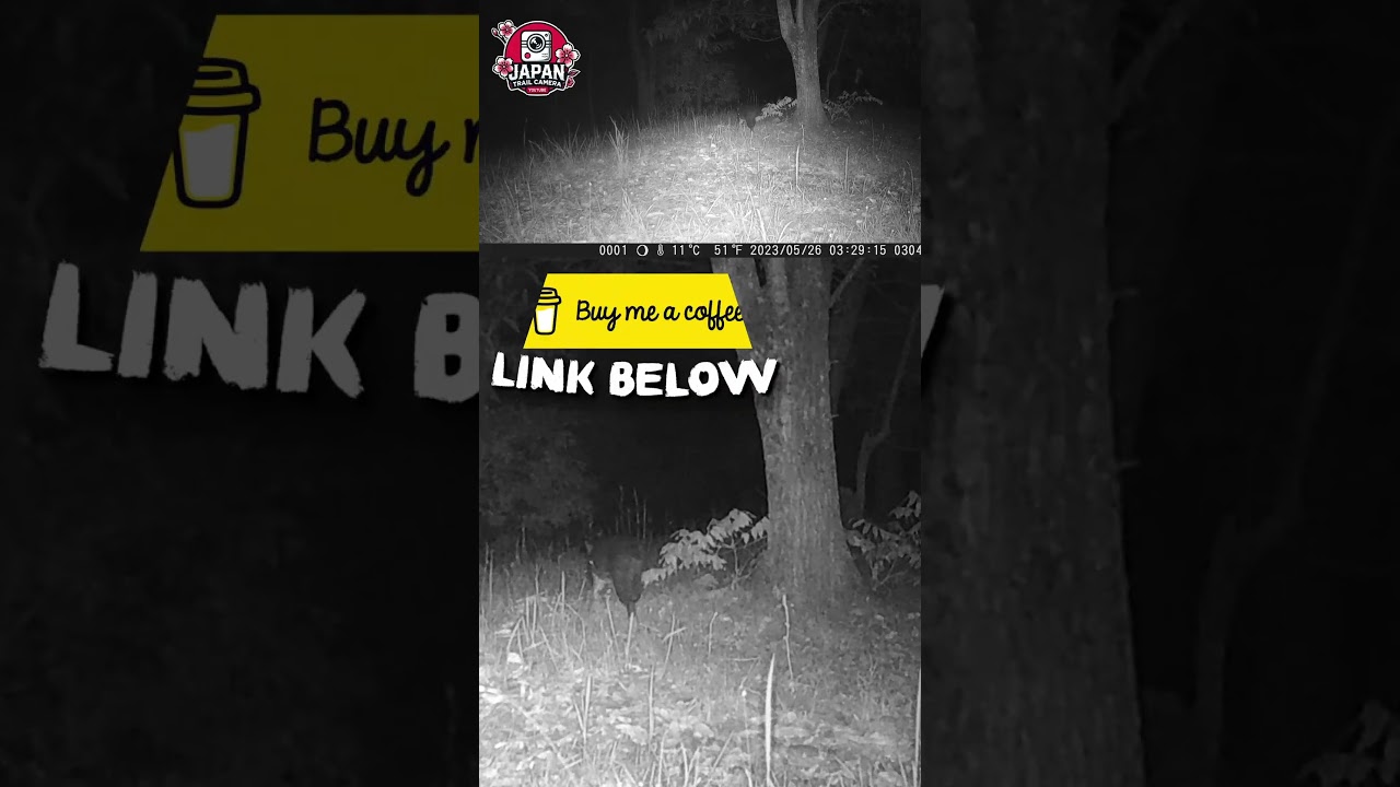 The Cat Paces Slowly... | Japan Trail Camera | Cat | JTC Shorts 201 