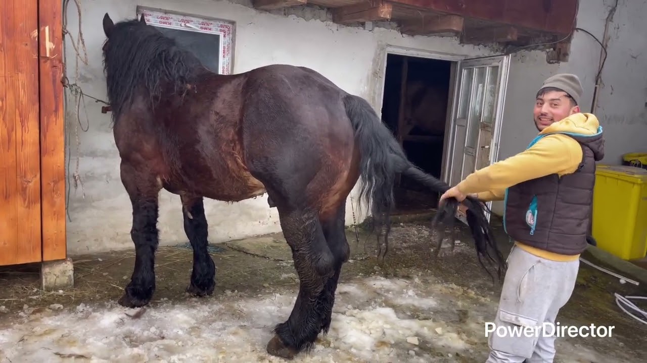 Iam facut vizita la nicisor pe neasteptate🐴🤝