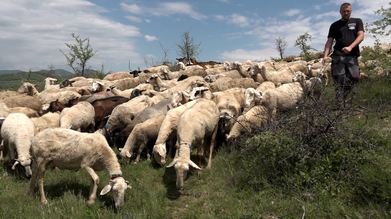BUJKU- Ferma 