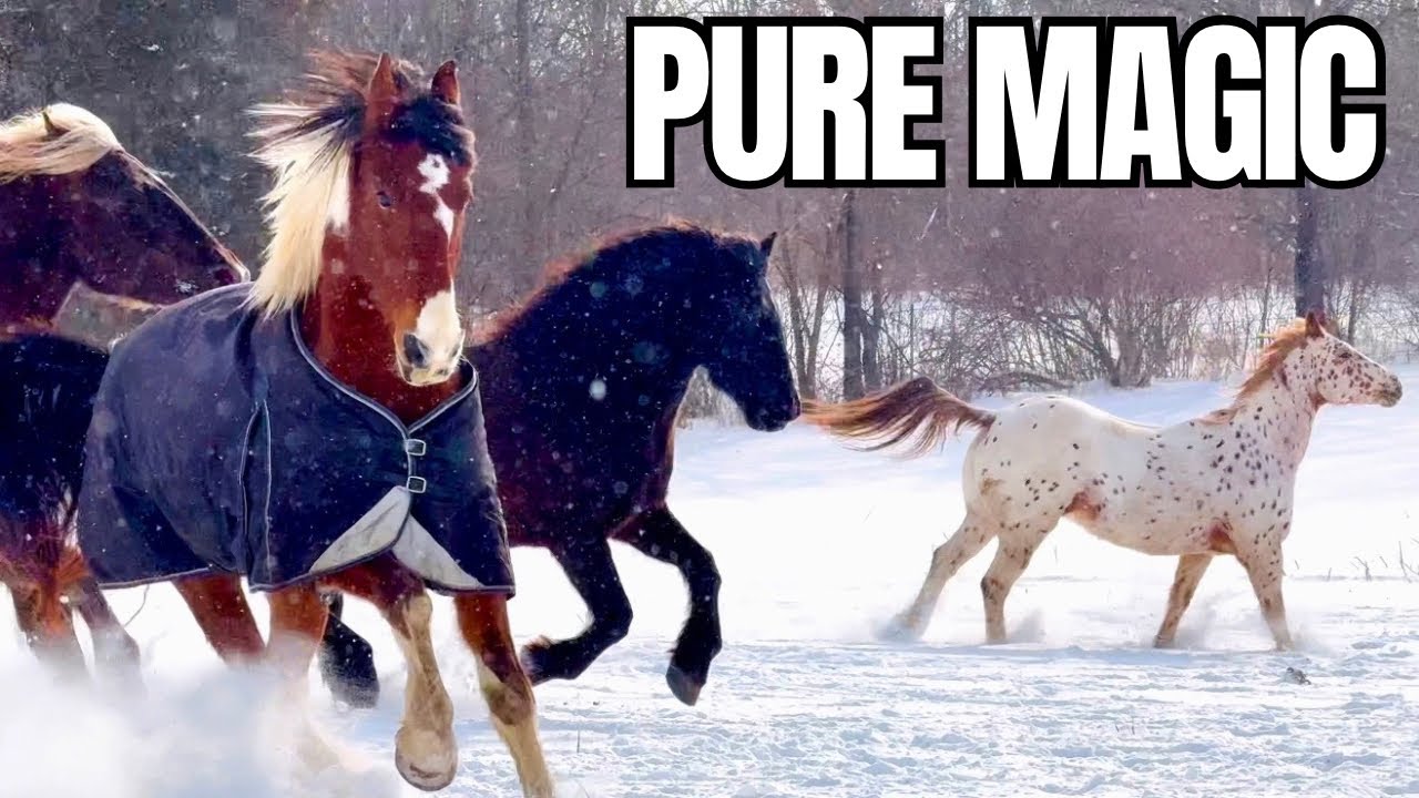 You NEED to Watch This! 11 Mesmerizing Horses Running in the Snow