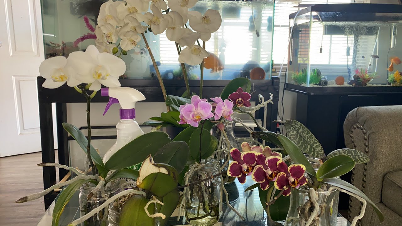 CLEAN AS YOU GROW | BRING IN THE ORCHIDSSSSS