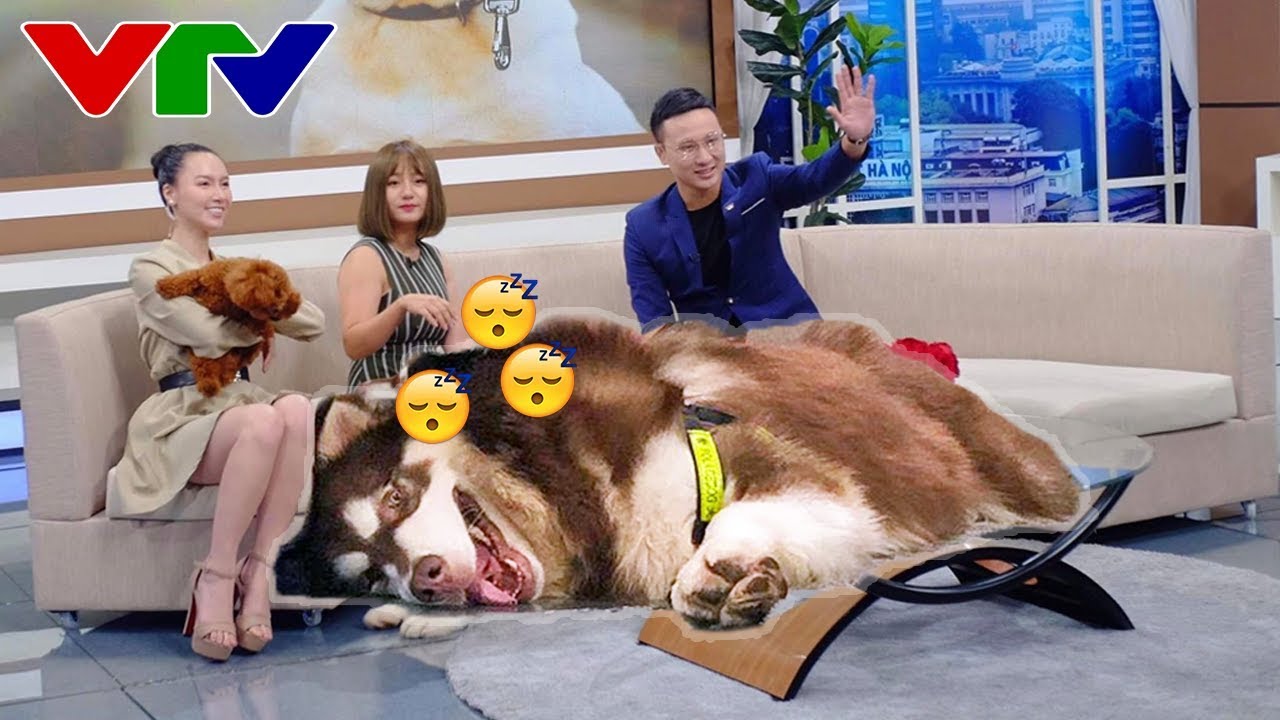 Chó Mật lên VTV3 - Nó ngủ luôn trên sóng truyền hình kìa - Alaska Dog Mật on television