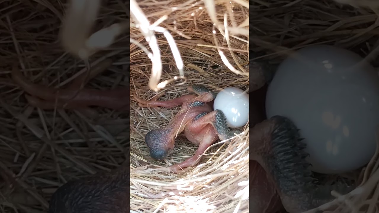 Common Cuckoo - Juvenile is throwing eggs of Reed Warbler out of nest [ Review Bird Nest ]