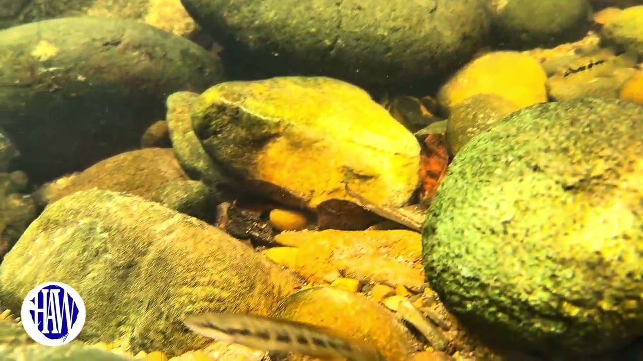 Wild Corydoras and pike cichlids in the Meta region of Colombia.