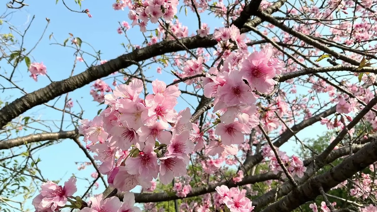 115年2月14日安坑陽光運動公園（1）
