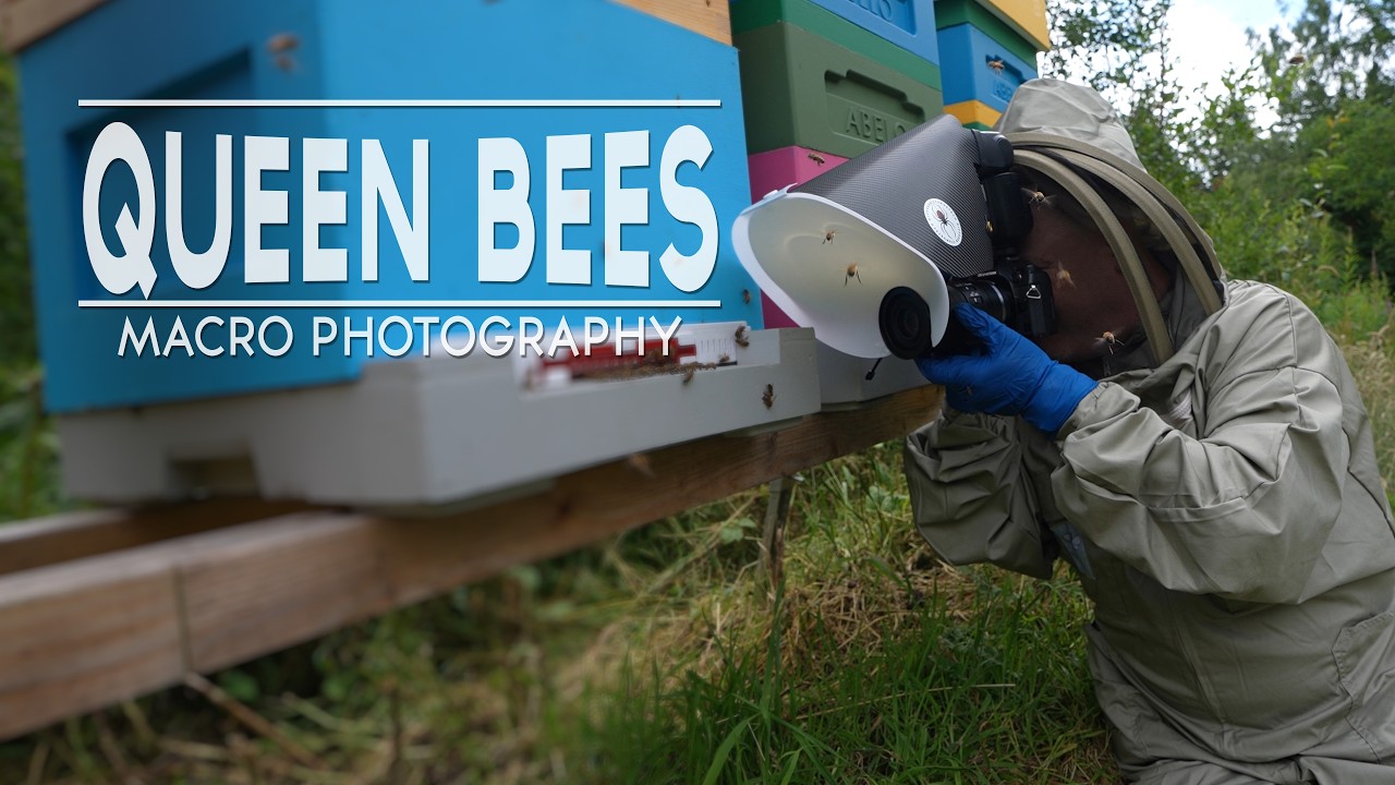 Photographing Queen Bees - What Could Go Wrong?