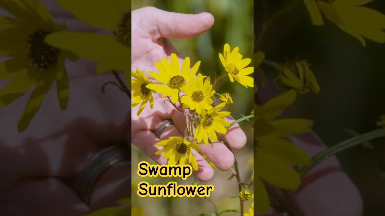 Поздний цветок, который не желает сдаваться 🌻