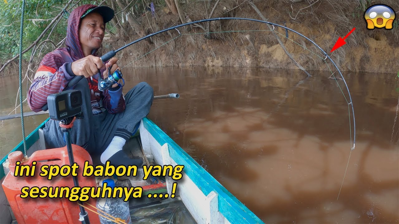 Ada jutaan ikan baung babon di spot ini ‼️ Bikin Joran Selalu Mengamuk