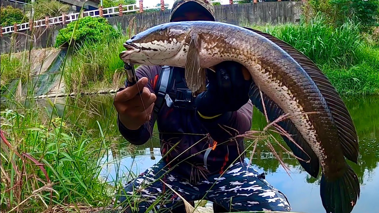 Mancing ikan gabus Terbesar dari yang paling Besar || mancing ikan gabus Monster || casting haruan