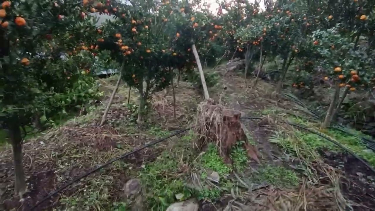 बुङ्ताङ ब्रान्ड  को सुन्तला  #सानो कल्लेरी कृषि  फार्म म्यागङ २ बुङ्ताङ नुवाकोट 