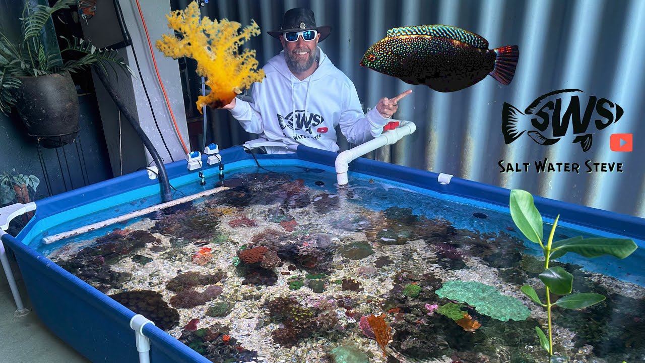 NEW Non PHOTOSYNTHETIC CORALS for my SALTWATER POND October UPDATE  🤙🏽#reefcommunity