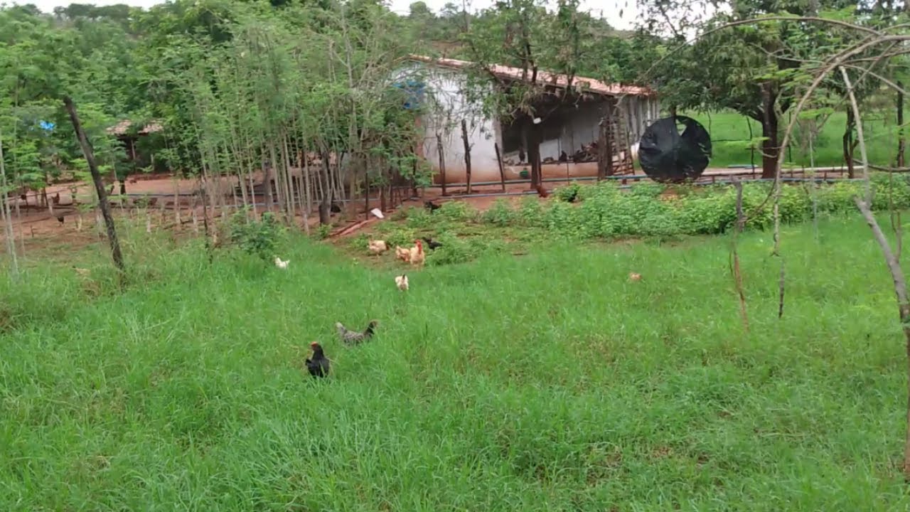 Piquete irrigado p/ 200 GALINHAS - CUSTOS p/ instalar o sistema