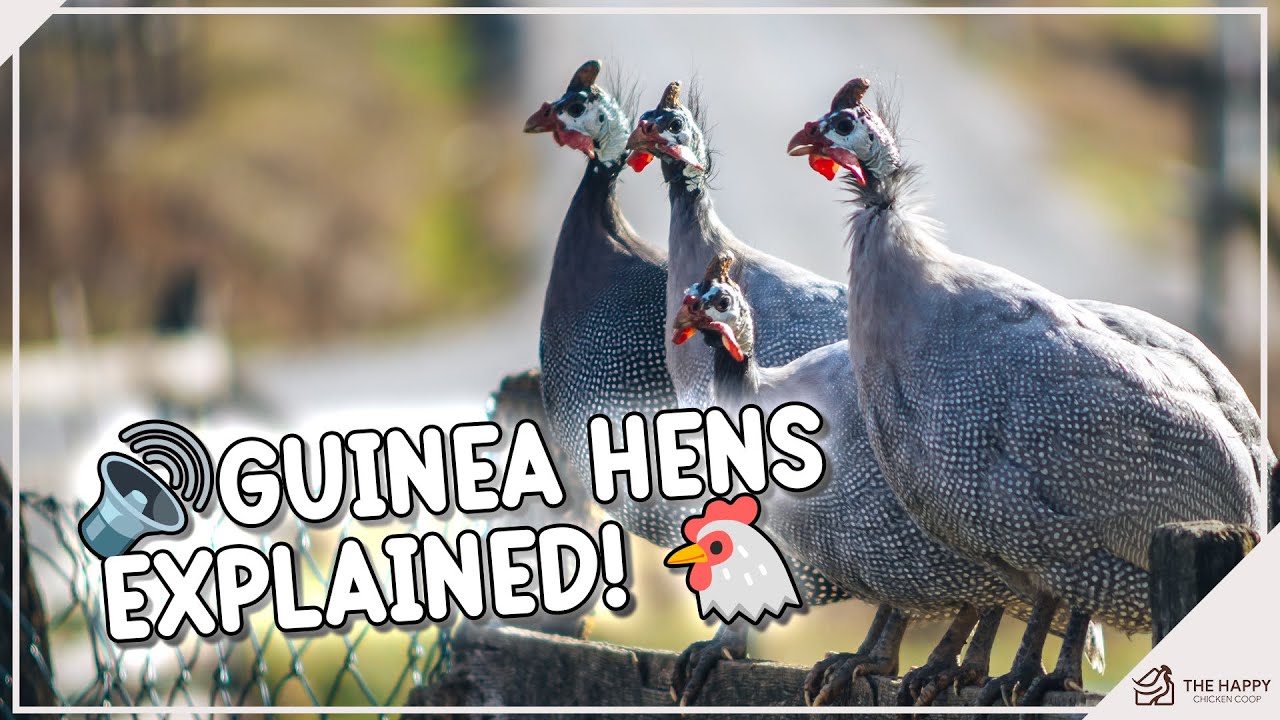 Guinea Hen Guide: What You Need to Know