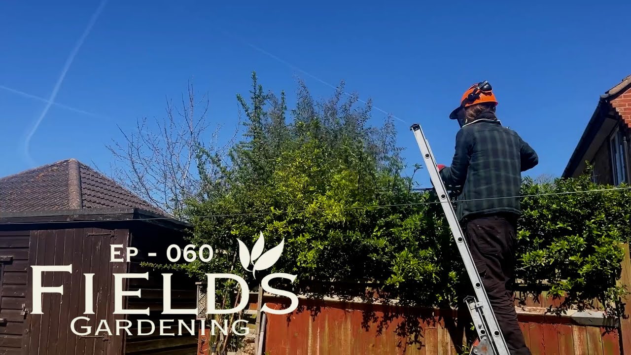 Hedge Trimming - Day in the life of a Gardener - Ep 060