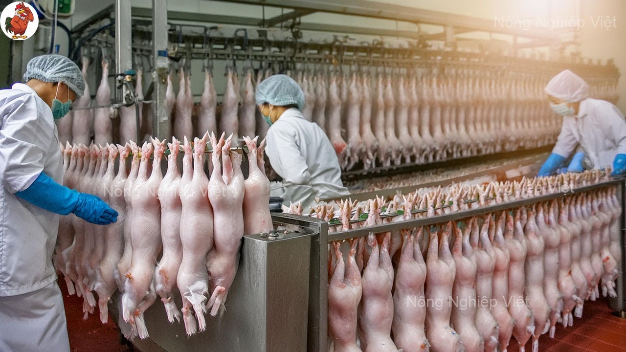 KHỦNG KHIẾP! 900.000 TẤN Thịt Thỏ được Nuôi và Chế Biến tại Nhà Máy  Trung Quốc như thế nào?