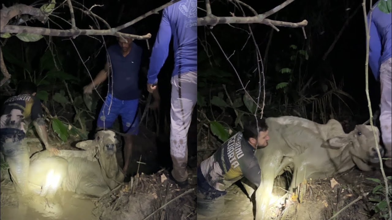 Importância de conferir o gado! Bezerra caiu em um sumidouro e conseguimos resgatá-la a noite!