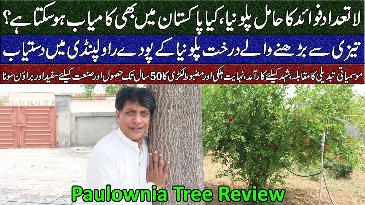 Paulownia Tree Plants Available at Talha Seedling Hub | Detailed Review at Dawri Agrofarms
