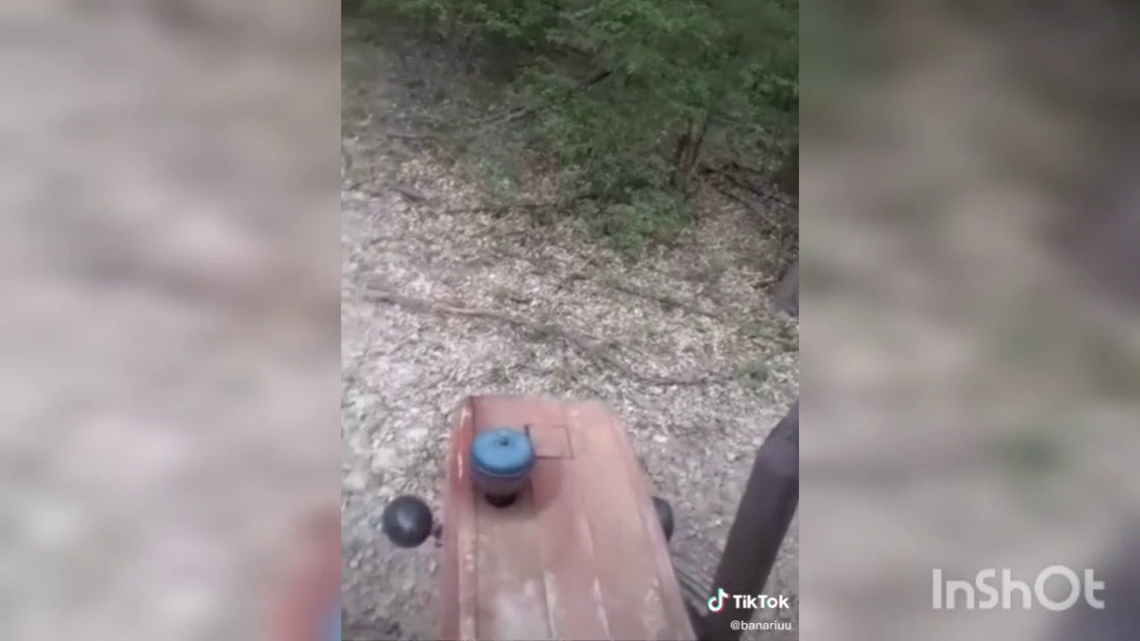 Costică fugi mistretul!