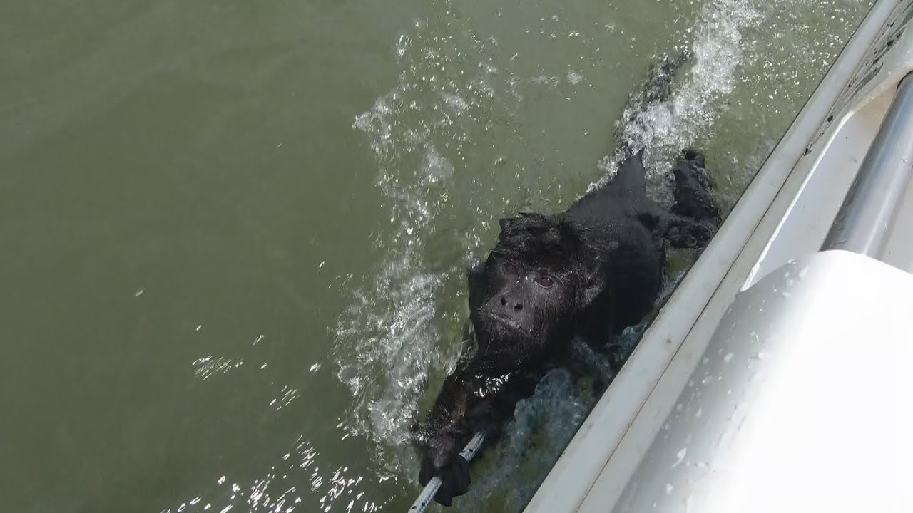Rescate de mono en el Río Paraná!!!