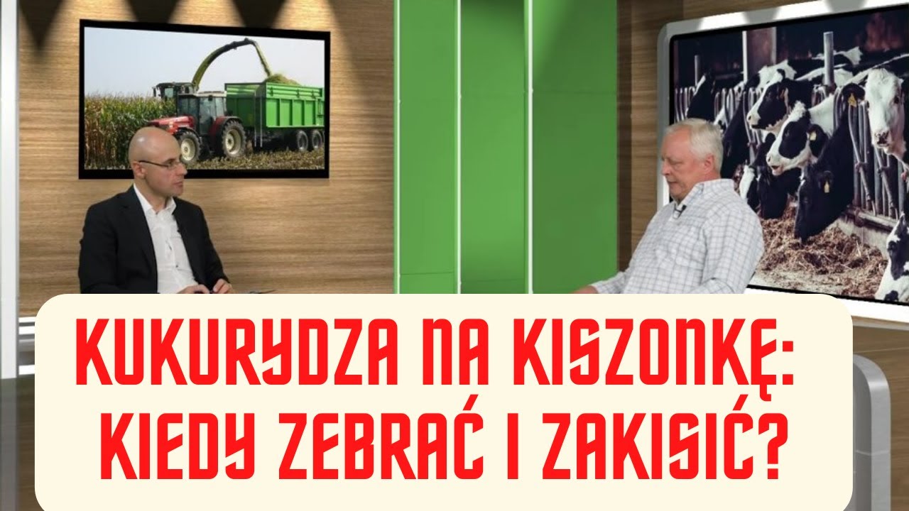 Kiszonka z kukurydzy: postawić na zawartość suchej masy czy skrobię? Rolniczy temat, #21