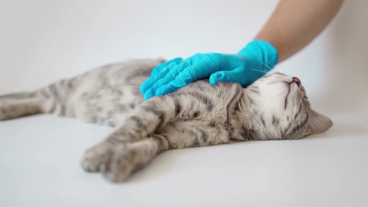 Using a Micro Pen applicator for your pet's transdermal medication