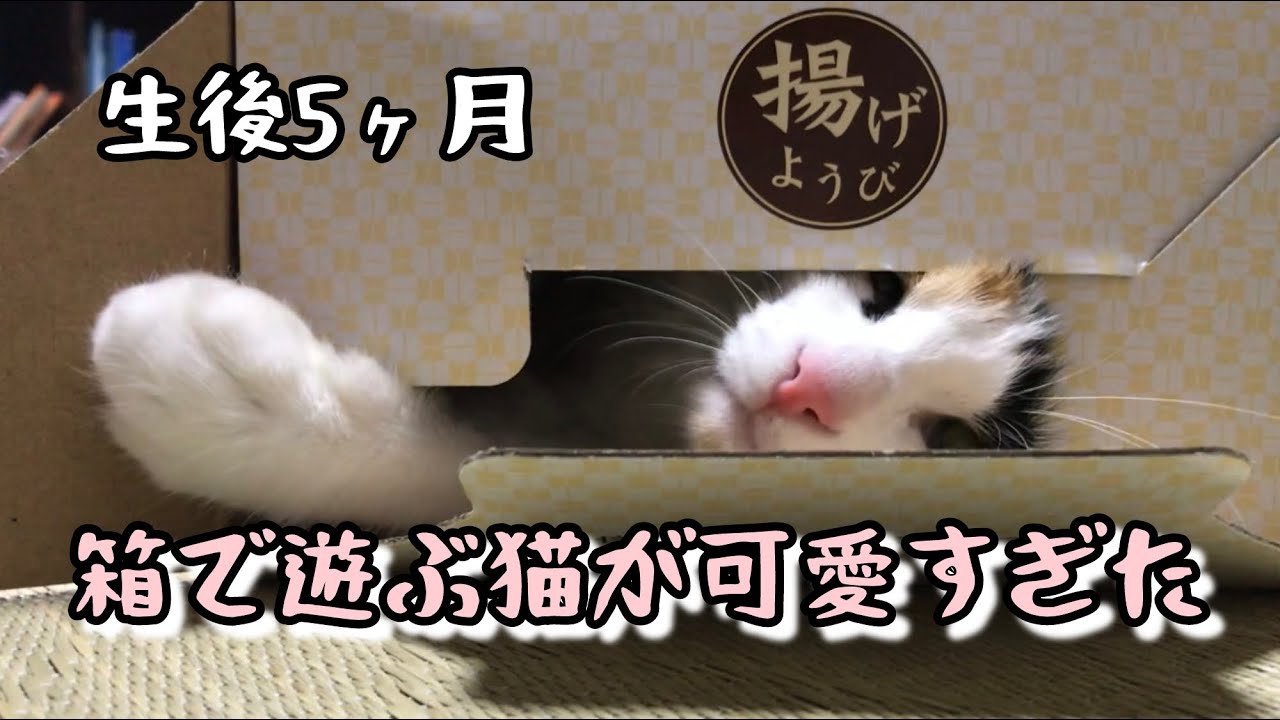箱で遊ぶ猫が可愛すぎた